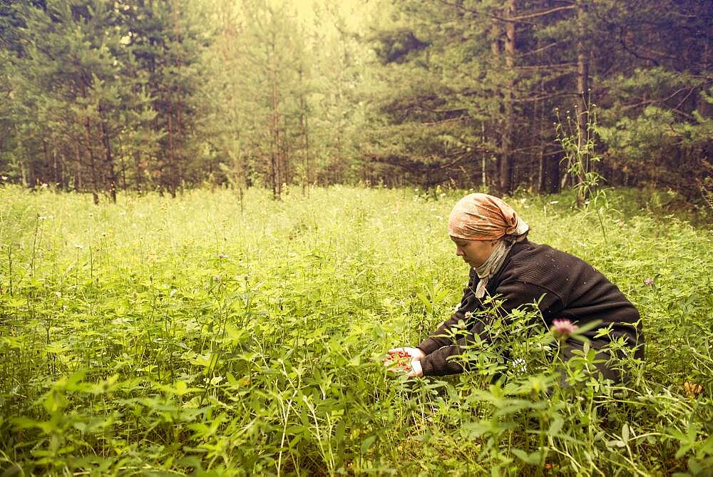 Caucasian woman picking berries in field