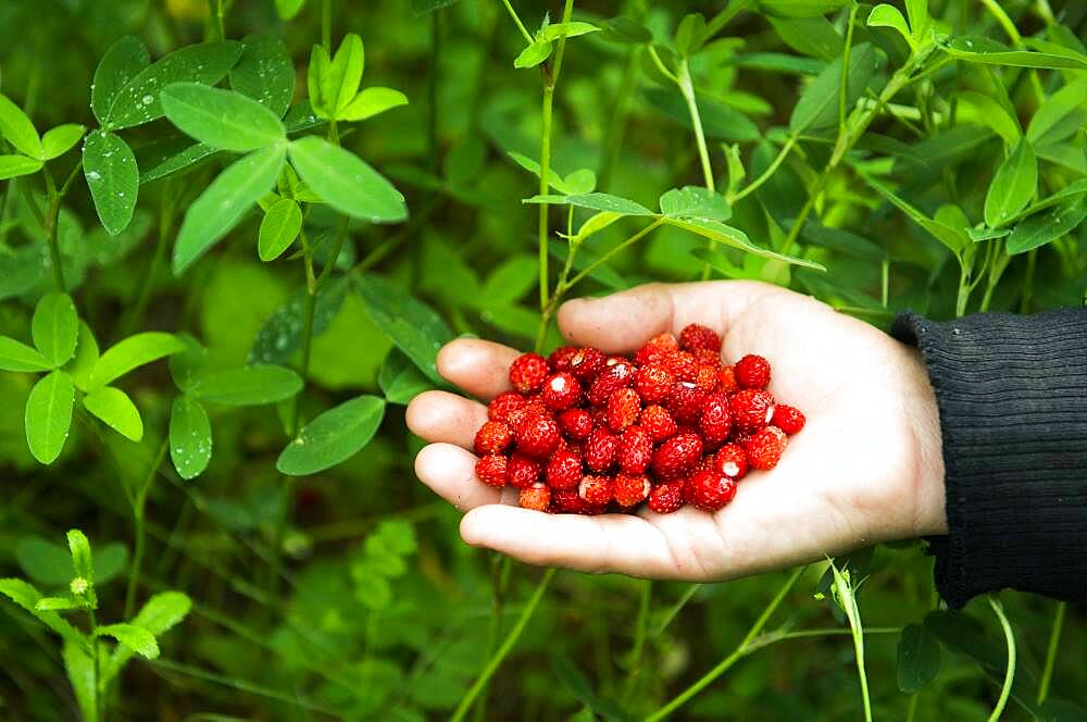 Hand of Caucasian woman holding berries