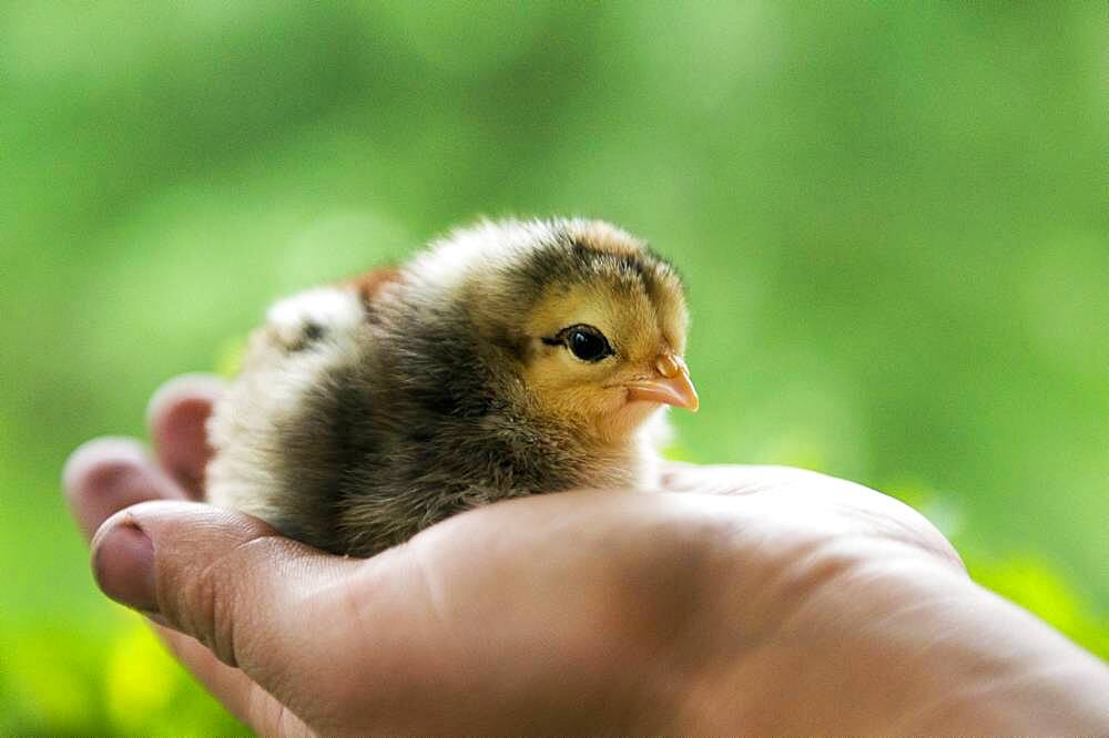 Chick sitting in hand of person