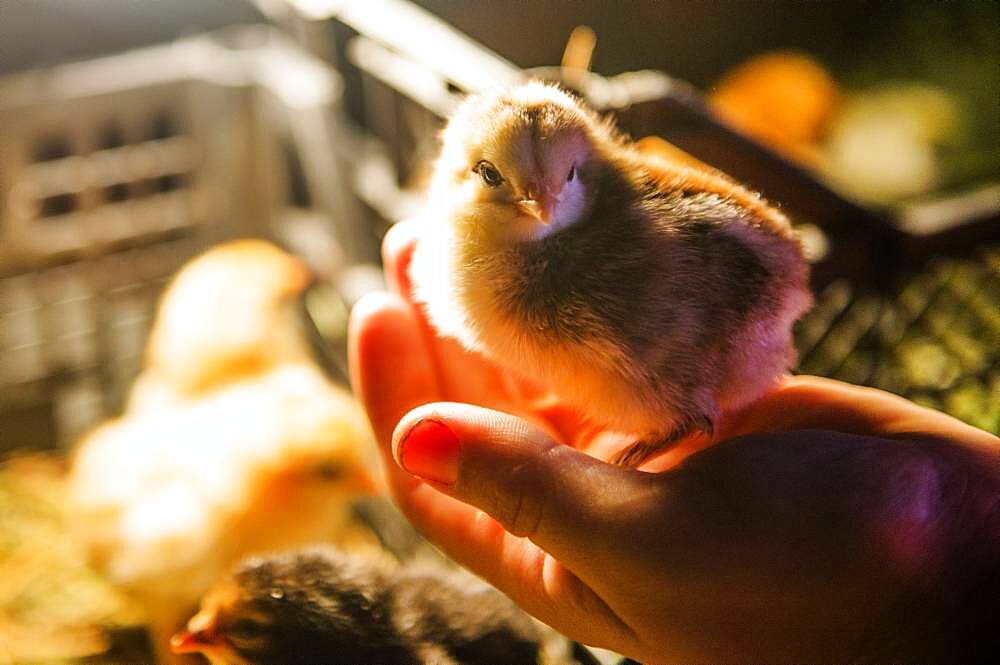 Chick standing on hand of person