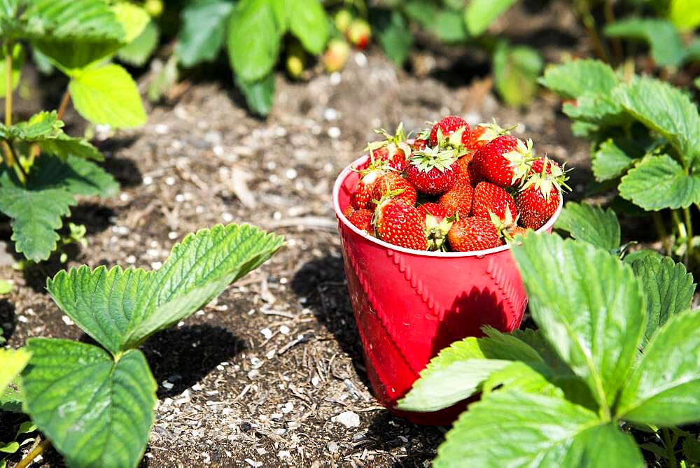 Bucket of strawberries in garden