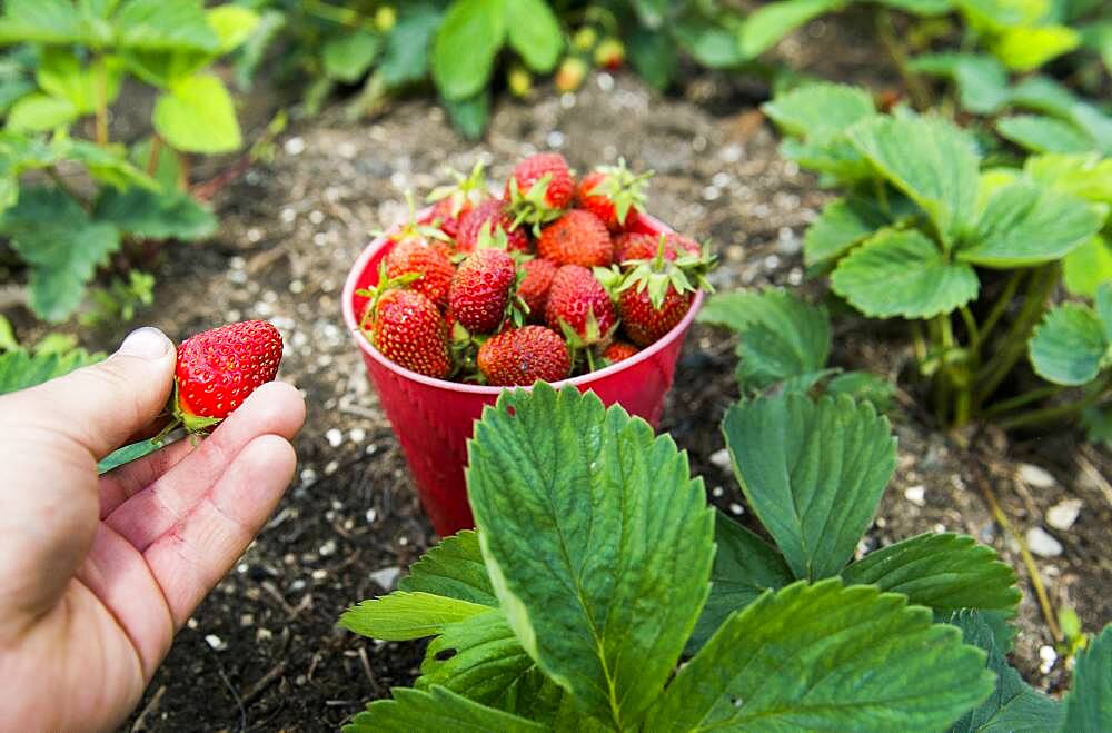 Hand picking bucket of strawberries in garden