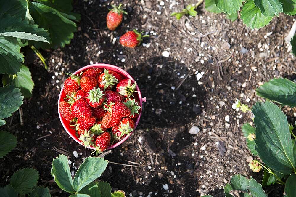 Bucket of strawberries in garden