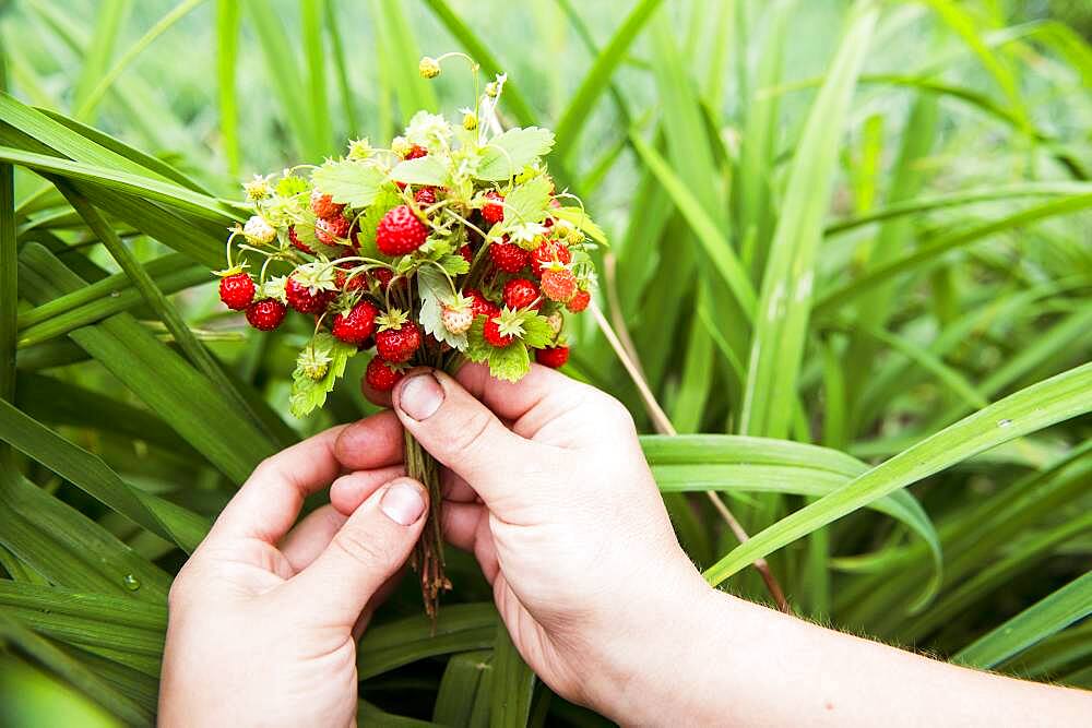 Close up of hands holding strawberry buds