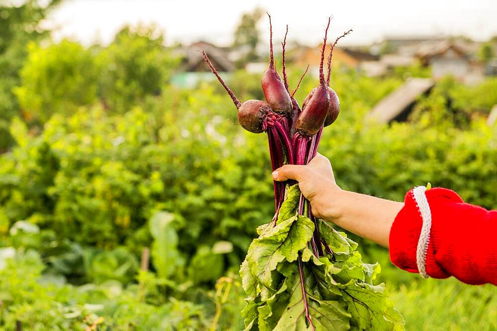 Caucasian farmer holding fresh beets in garden