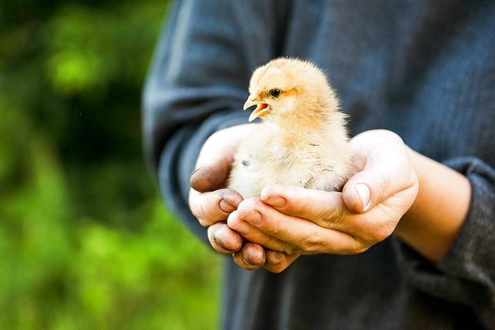 Caucasian farmer holding chick