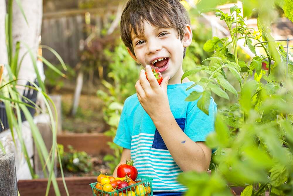 Mixed race boy picking vegetables in garden