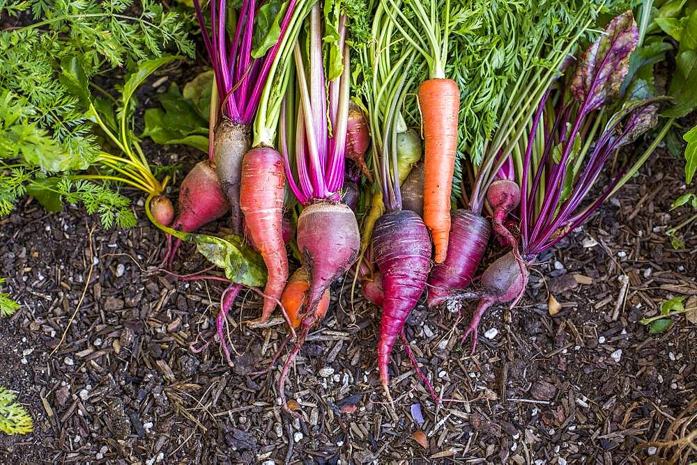 Fresh carrots in garden