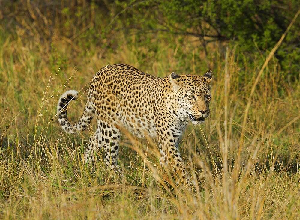 Leopard walking in tall grass