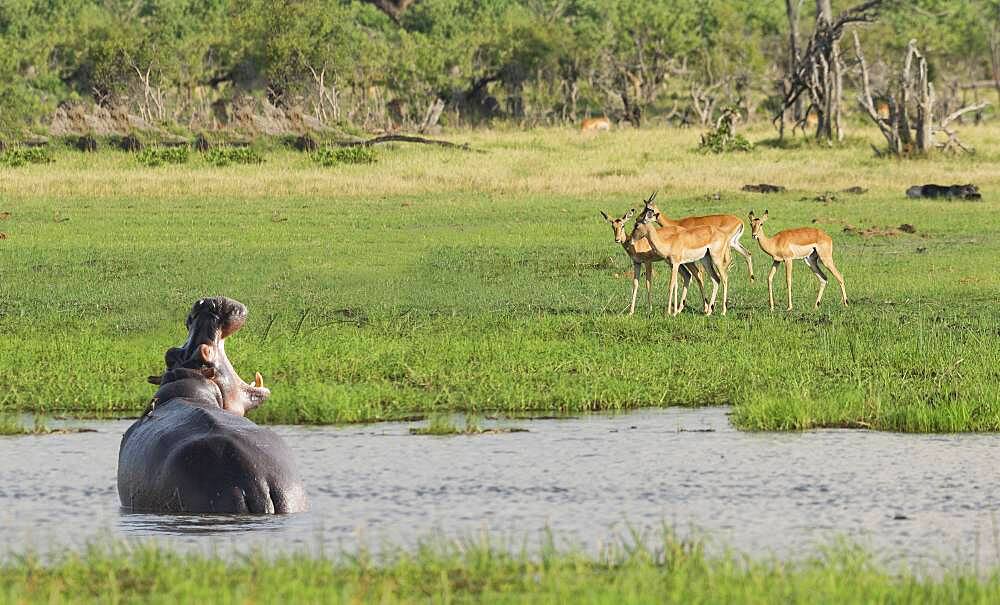 Hippopotamus roaring at antelope in remote water hole