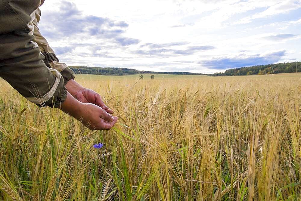 Arms of Mari man examining plants in rural field