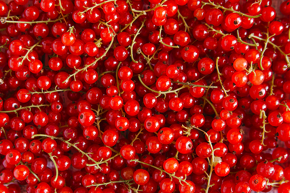 Close up of red berries