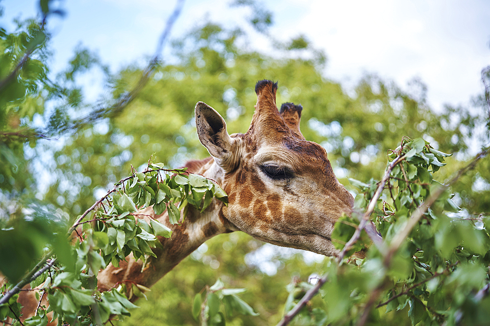 Giraffe eating leaves on branch