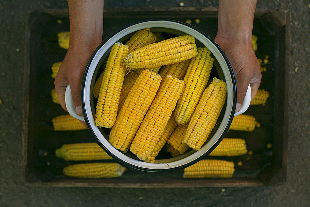 Hands holding a pot of corn on cob