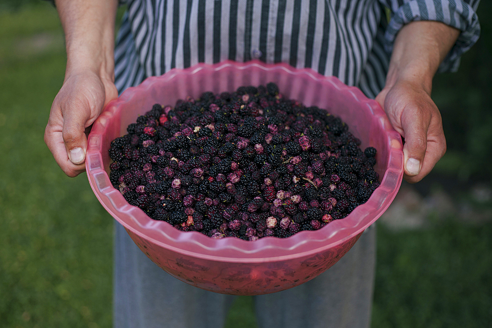 Hands holding bowl of blackberries