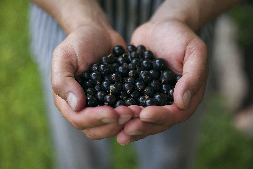 Hands holding blueberries