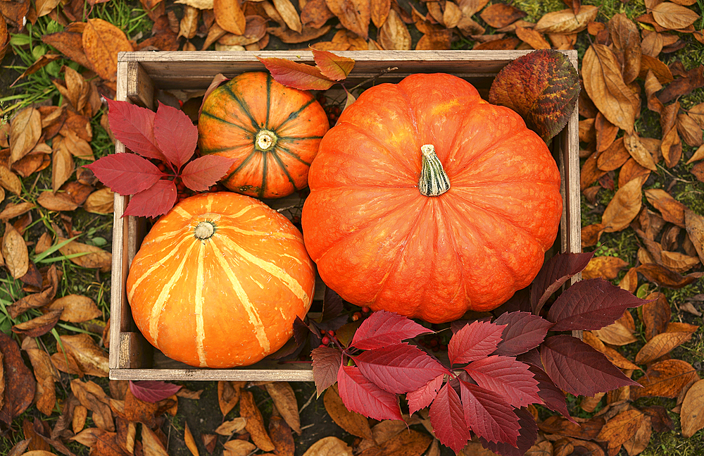 Pumpkins in wooden crate