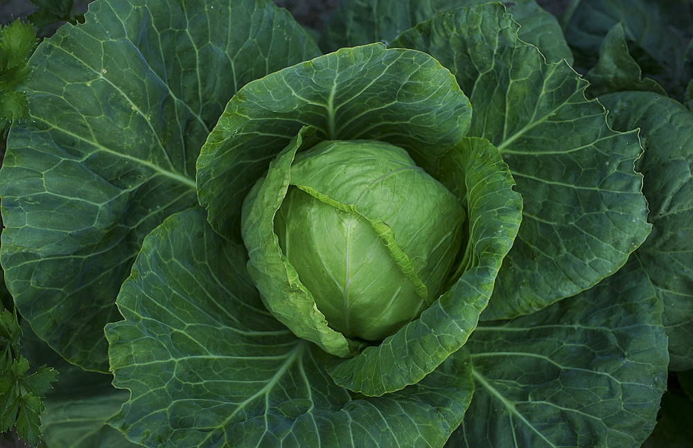 Close up of lettuce