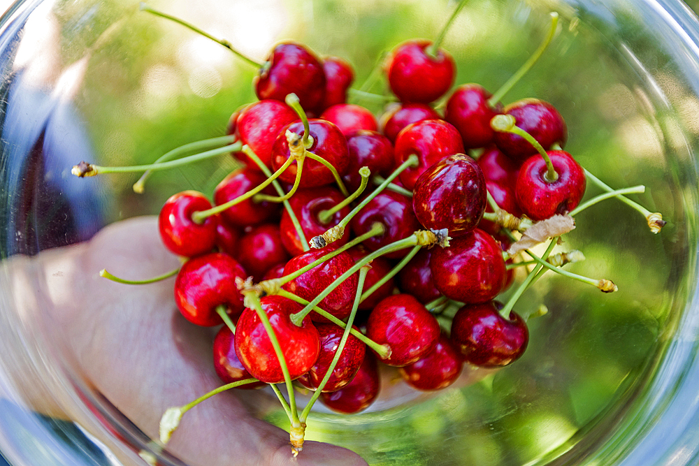 Cherries in a bowl