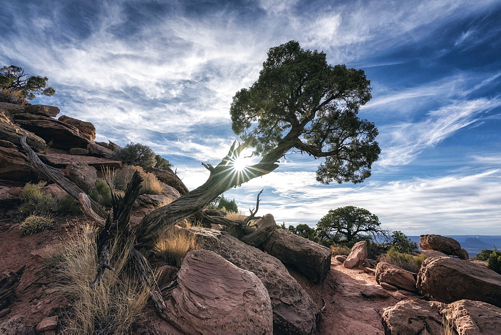 Sunbeams through tree near rocks