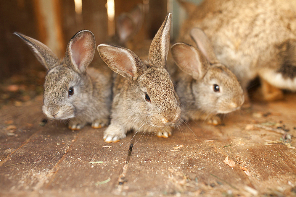 Close up of rabbits on wooden floor