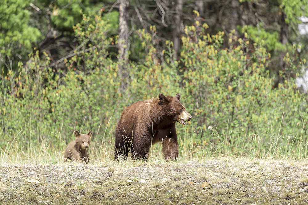 Bears walking in field