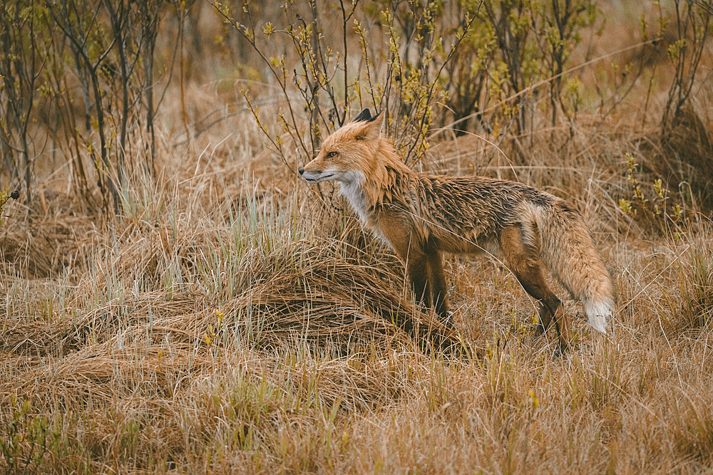 Fox standing in forest