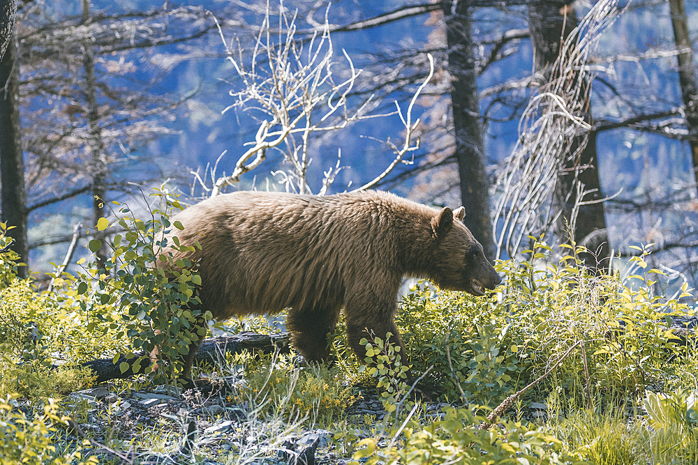 Bear in forest