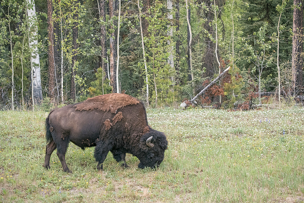 Bison grazing in field