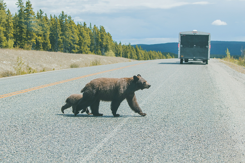 Bear and cub crossing street behind truck