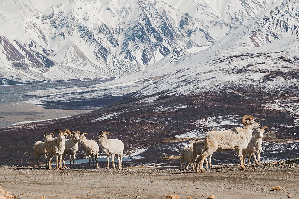 Rams on snowy mountain