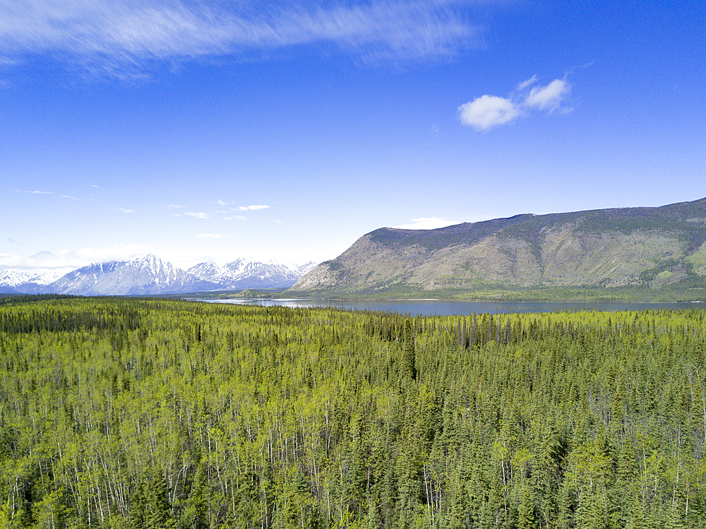 Scenic view of trees and river near mountain