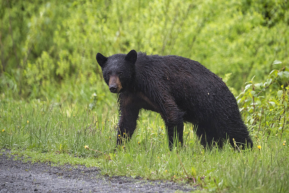 Wet bear standing in grass