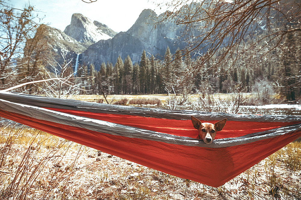 Dog sitting in hammock near mountains