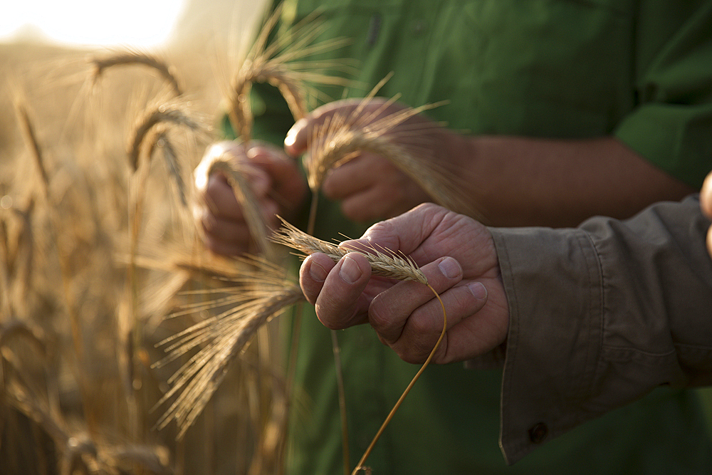 Caucasian men examining wheat