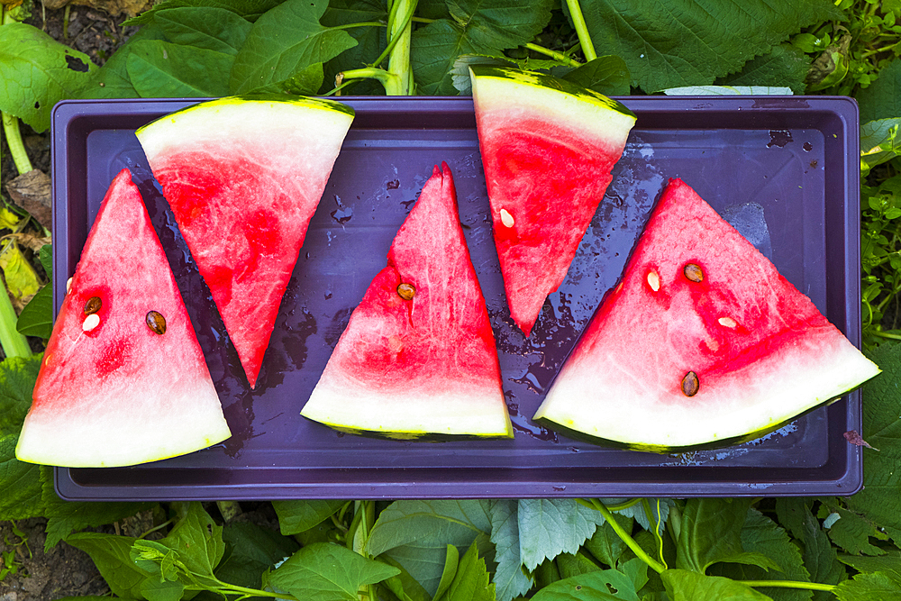 Watermelon slices on plastic tray