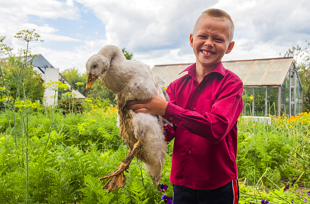 Caucasian boy holding duck on farm