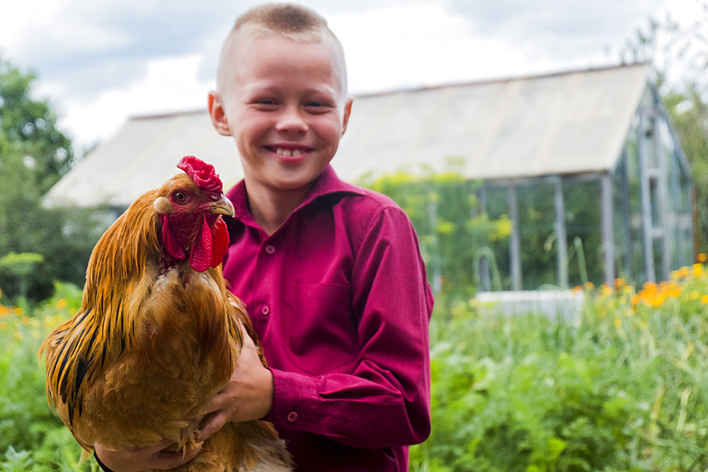 Caucasian boy holding rooster on farm