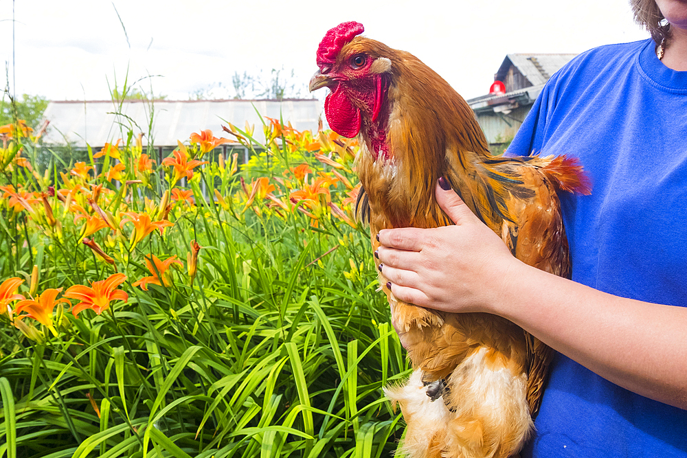 Close up of woman holding rooster on farm