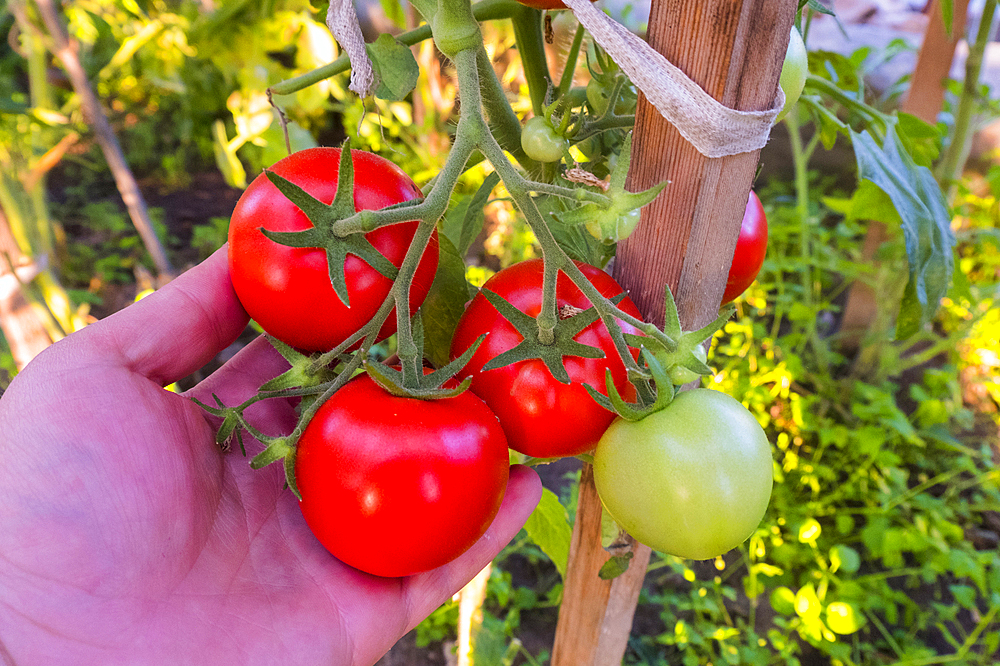 Hand holding tomatoes on vine