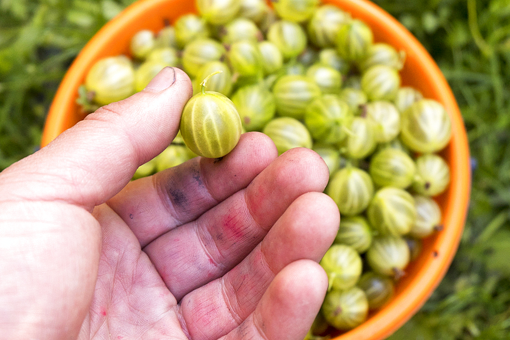 Hand holding organic green tomato