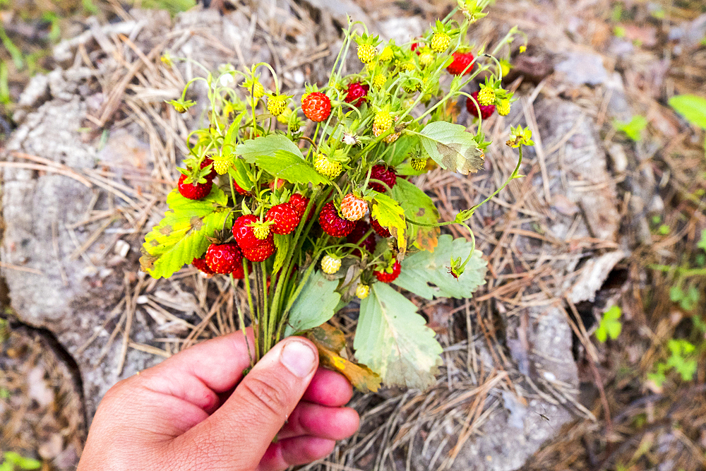 Hand holding bouquet of strawberries over tree stump