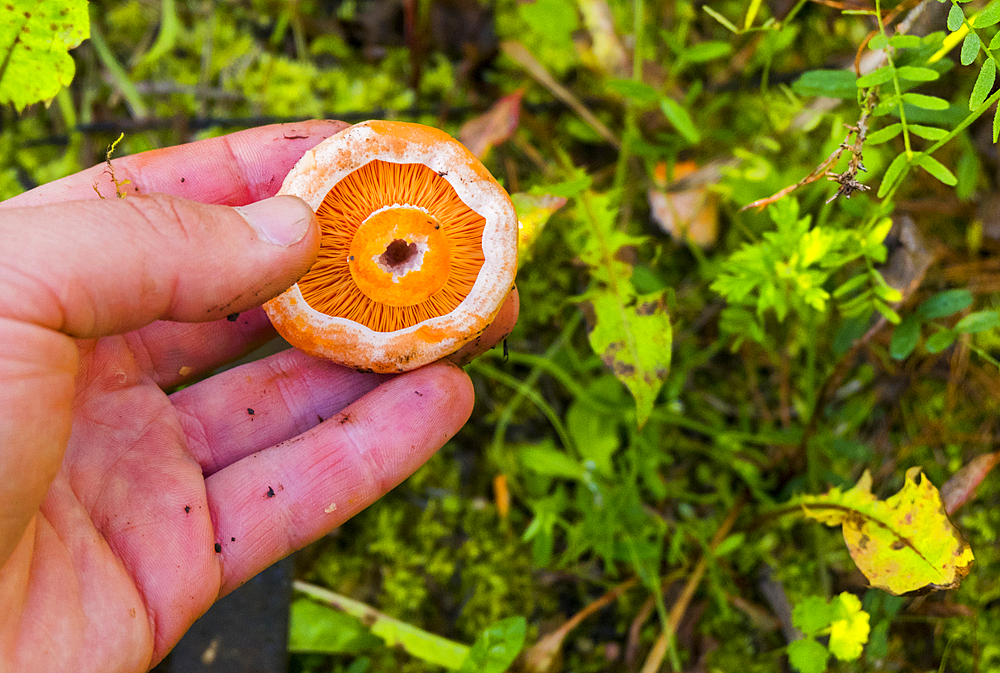 Hand holding fresh mushroom