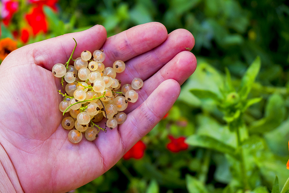 Hand holding white berries