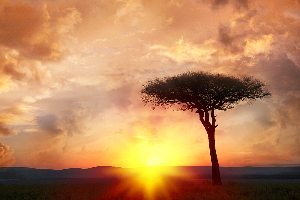 Silhouette tree at sunset