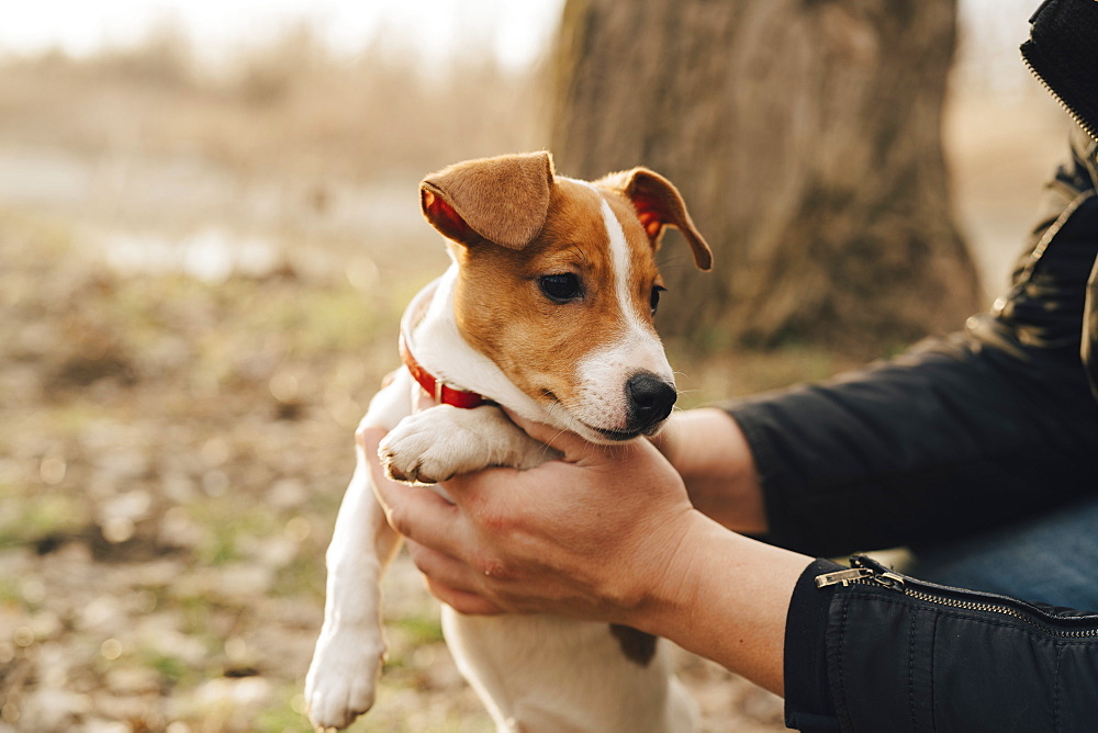 Hands of person lifting dog