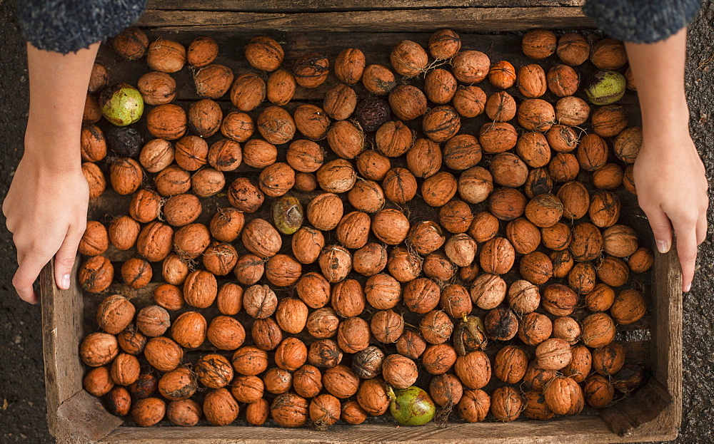 Hands holding walnuts in wooden box