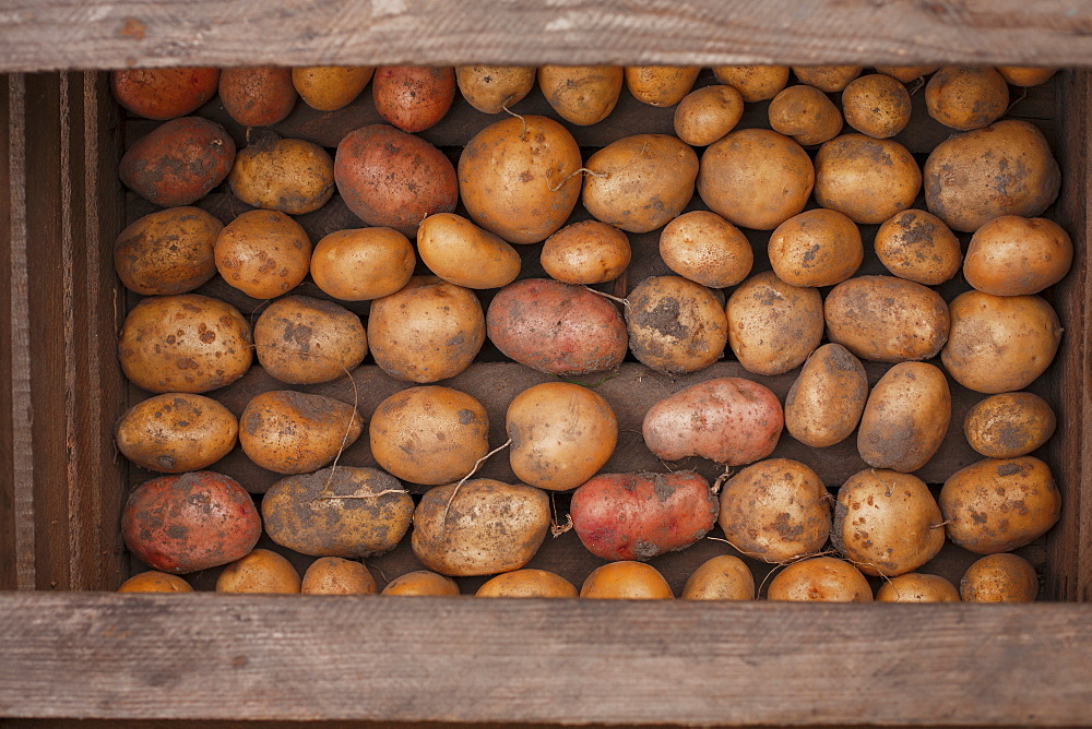 Potatoes in a wooden box