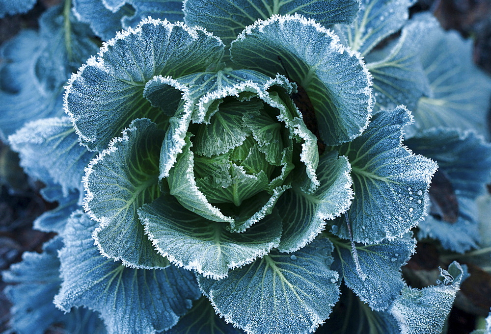 Frost on leaves of lettuce