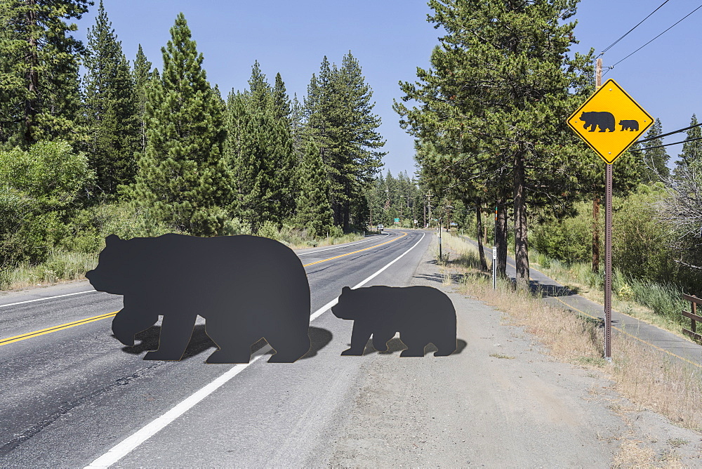 Cut outs of bear and cub crossing street near caution sign